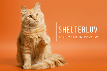 Shelterluv 2020 Year in Review