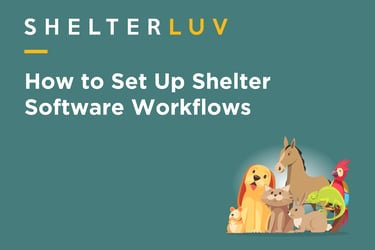 How to Set Up Shelter Software Workflows