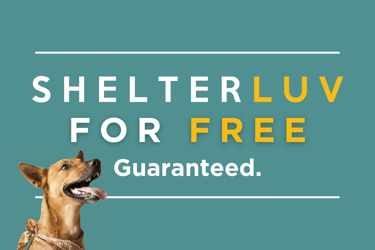 Get Shelterluv for free in 2021