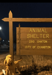 Shelterluv Stories: The Volunteers of Evanston Animal Shelter