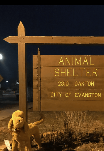 How Volunteers Run Evanston Animal Shelter Alongside Two Paid Staff