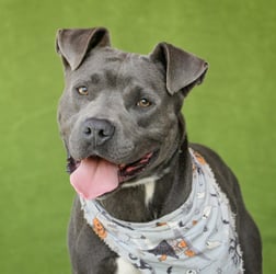 An Expert’s Guide to Taking Perfect Shelter Pet Photos