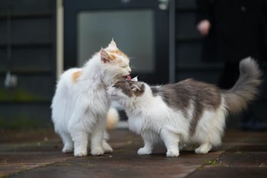 How to Track Bonded Pet Pairs in Shelterluv