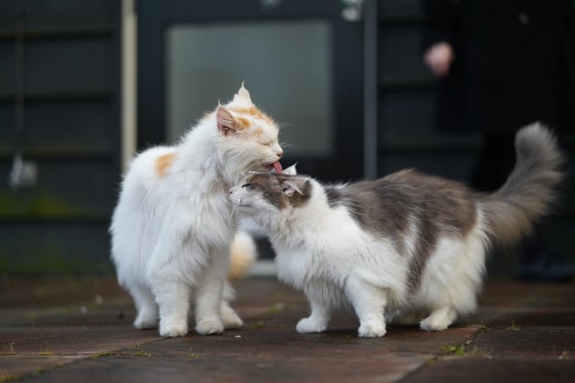 How to Track Bonded Pet Pairs in Shelterluv