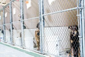 Dog Kennels