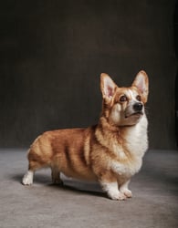 The Year of the Dogs: An Interview with Photographer Vincent J. Musi