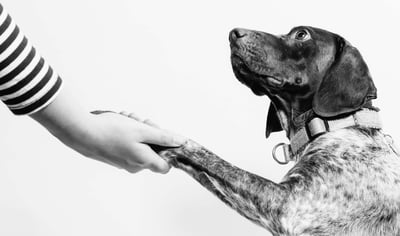 12 Inspiring Animal Welfare Organization Mission Statements