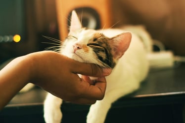 How to Write the Perfect Pet Adoption Profile