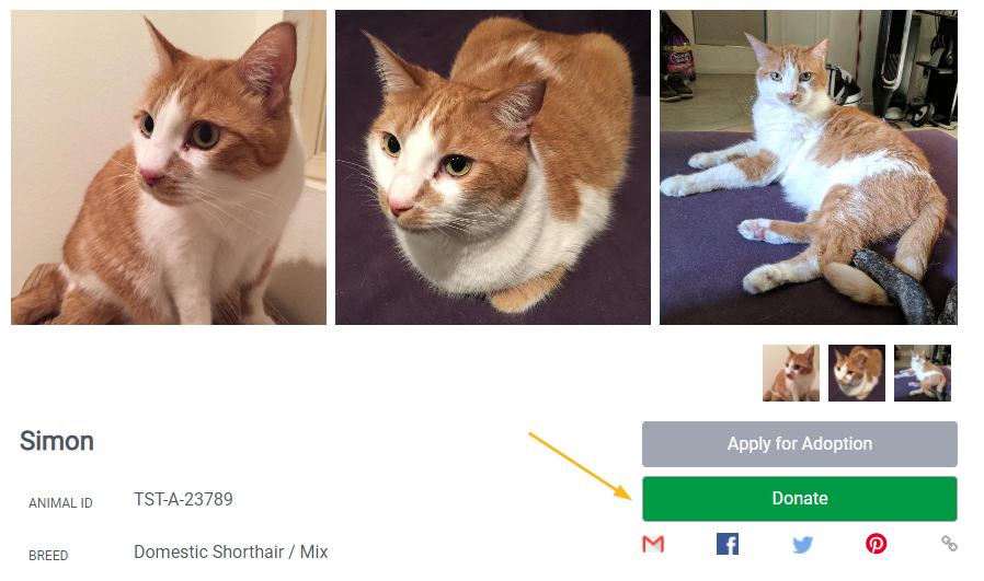 An adopter-facing profile for Simon, a domestic shorthair cat, with an orange arrow pointing to the green Donate button beside Apply for Adoption