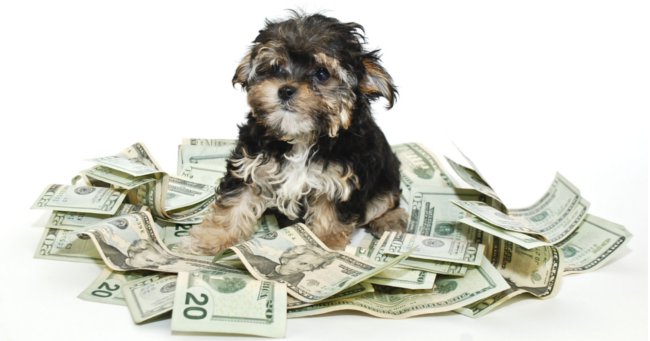 8 Animal Shelter Fundraising Ideas that Any Organization Can Pull Off |  Shelterluv blog